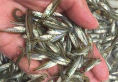 怎樣進(jìn)行加州鱸魚(yú)苗培育 加州鱸魚(yú)苗養殖方法
