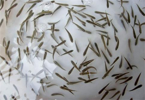 加州鱸魚(yú)苗養殖方法