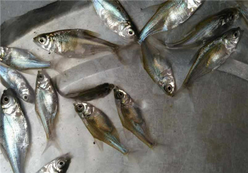 養殖加州鱸魚(yú)苗注意事項
