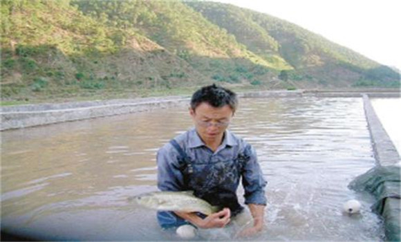加州鱸魚(yú)養殖方式