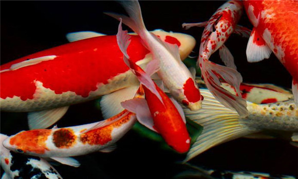 飼養金魚(yú)投餌技術(shù)要點(diǎn)