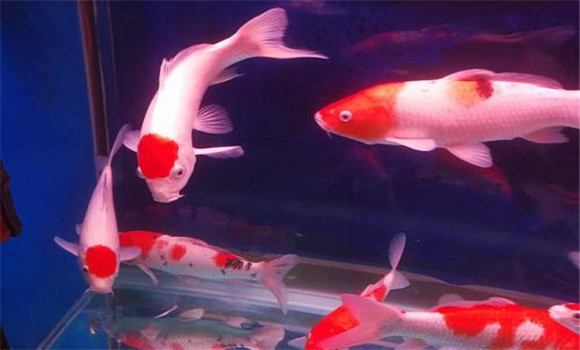 飼養金魚(yú)注意事項