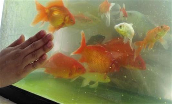 如何挑選金魚(yú)