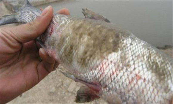 魚(yú)水霉病的癥狀表現