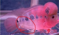 魚(yú)腸炎的癥狀及治療方法，魚(yú)腸炎用什么藥效果