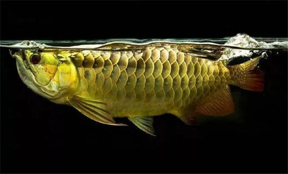 魚(yú)腸炎的預防要點(diǎn)