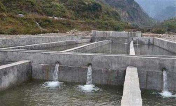 魚(yú)種放養量如何掌握