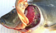 魚(yú)爛鰓病怎么處理 爛鰓病怎么治、用什么藥治療