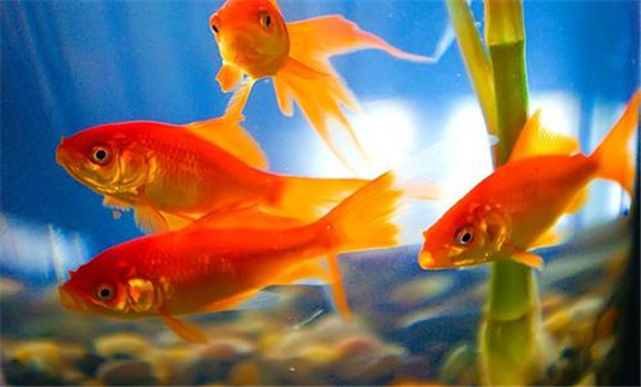 金魚(yú)對水體環(huán)境的要求