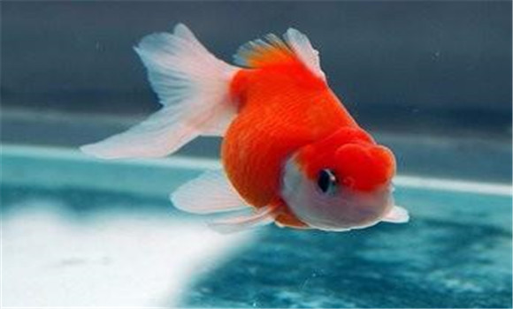 給金魚(yú)換水應該注意什么