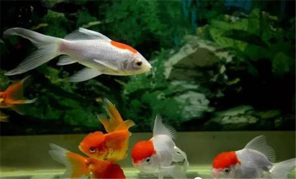 金魚(yú)的日常管理應注意什么