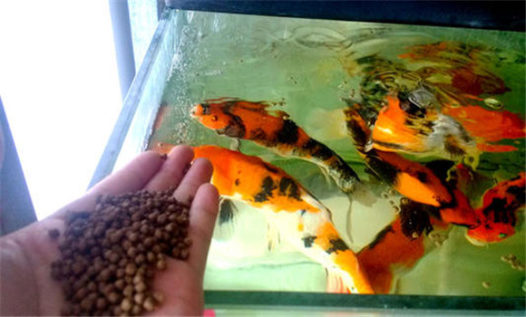 甲魚(yú)的攝食、生長(cháng)與溫度之間的關(guān)系