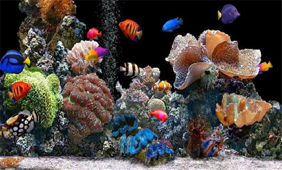 短期內熱帶魚(yú)得不到護理會(huì )怎樣