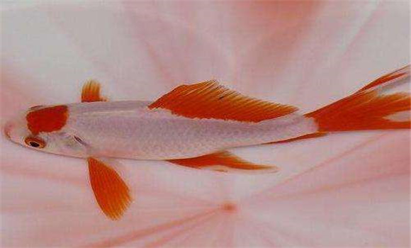 金魚(yú)的壽命有多長(cháng)