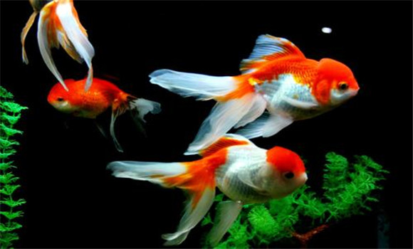 如何選購金魚(yú)