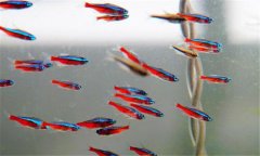寶蓮燈魚(yú)如何飼養 寶蓮燈魚(yú)繁殖方法