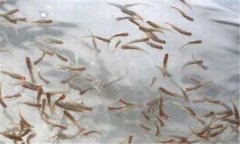 一齡魚(yú)是多少時(shí)間的魚(yú)苗，一齡魚(yú)種的放養要領(lǐng)