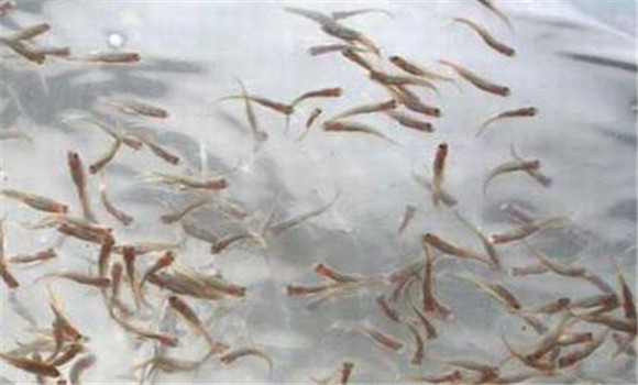 一齡魚(yú)種的放養時(shí)間與方法