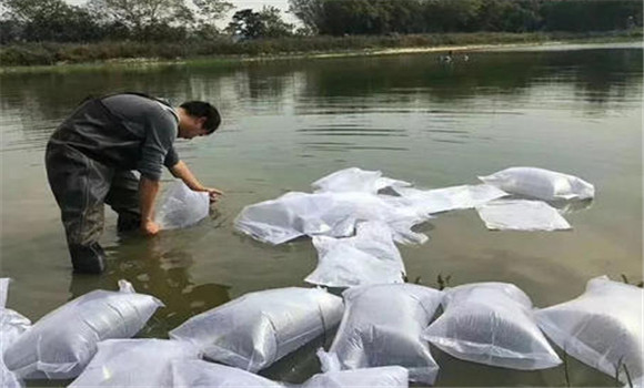 一齡魚(yú)種的兩種放養模式