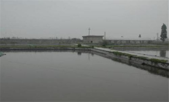 池塘養殖黃鱔