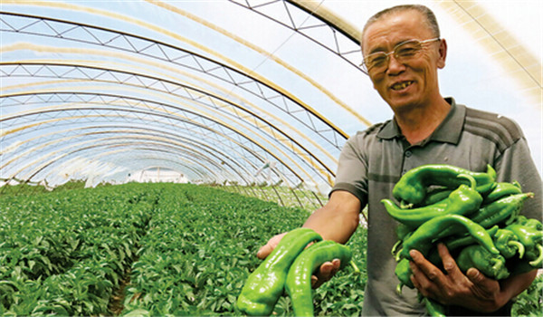 葡萄扇葉病發(fā)生規律