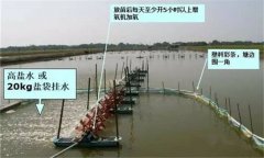 蝦苗淡化方法的關(guān)鍵：蝦苗淡化水質(zhì)怎么調節