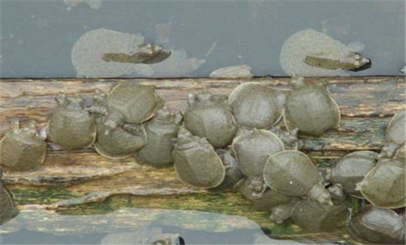 甲魚(yú)越冬注意事項