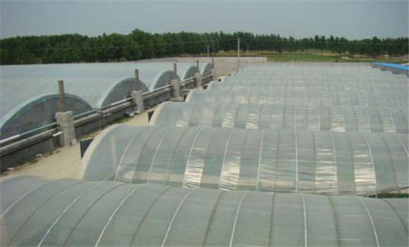 工廠(chǎng)化甲魚(yú)養殖技術(shù)