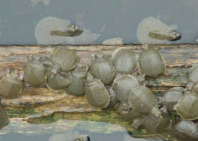 甲魚(yú)苗種放養密度