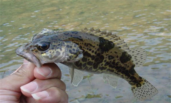 鱖魚(yú)的五種養殖方式