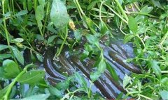 鰻魚(yú)和鱔魚(yú)的區別有哪些？
