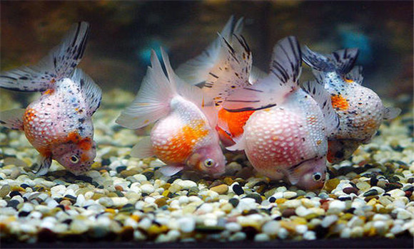 金魚(yú)的鱗片掉了會(huì )再長(cháng)出來(lái)嗎