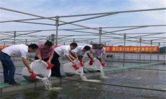 鱖魚(yú)苗什么時(shí)候放養，鱖魚(yú)苗一年能長(cháng)多大