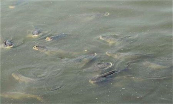 鱖魚(yú)苗一年能長(cháng)多大