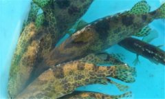 鱖魚(yú)繁殖期是幾月 鱖魚(yú)繁殖期持續多久