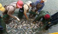 輪捕輪放的技術(shù)要點(diǎn)是什么? 應注意哪些事項