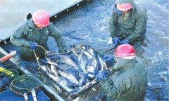 輪捕輪放為什么能增產(chǎn)增收，輪捕輪放放養密度