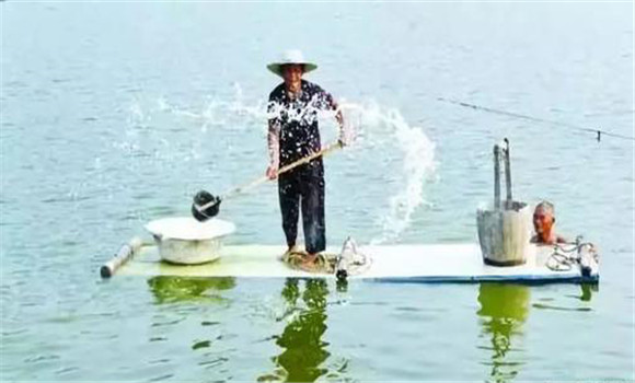 鱖魚(yú)養殖技術(shù)要點(diǎn)