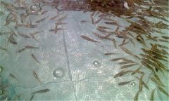 淡水鱸魚(yú)高產(chǎn)養殖技術(shù)