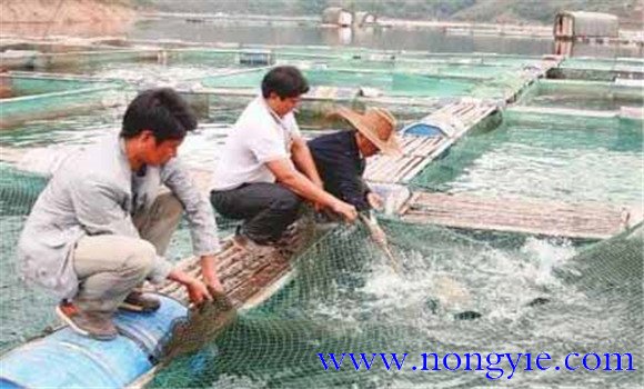 養黑魚(yú)水要多深 今年養黑魚(yú)的利潤多少