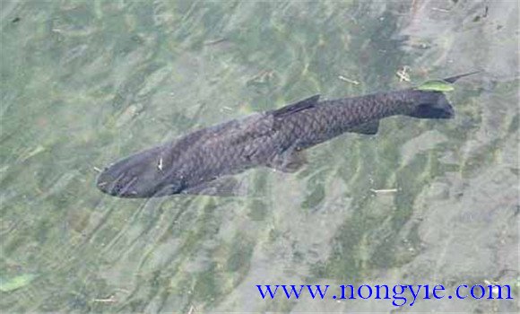 如何在池塘中飼養黑魚(yú)