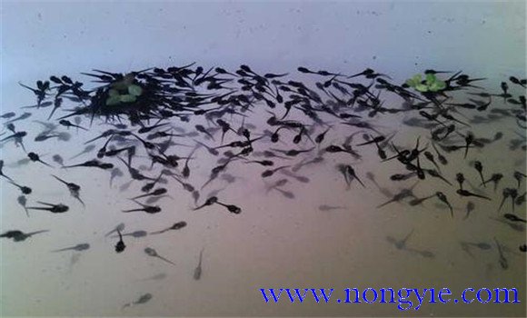  黑魚(yú)的生活習性如何