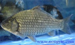 鯽魚(yú)有幾種，鯽魚(yú)種類(lèi)知多少？