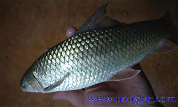 鯪魚(yú)的養殖技術(shù)要點(diǎn)