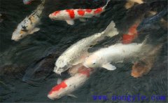 鯉魚(yú)是什么魚(yú)，鯉魚(yú)是淡水魚(yú)還是海水魚(yú)？