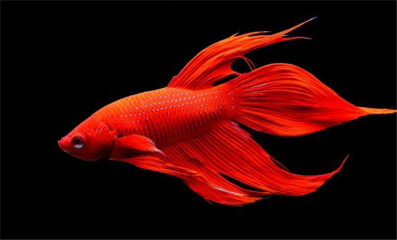 泰國斗魚(yú)吃什么