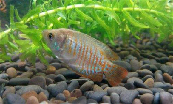 麗麗魚(yú)的飼養