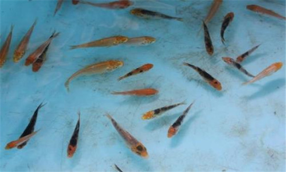 飼養魚(yú)苗幾次脫水后才可以換水