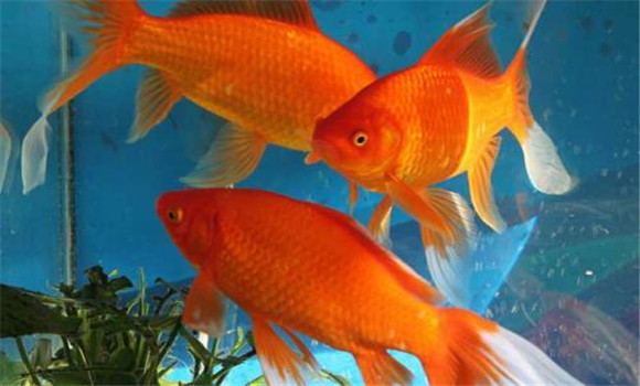 飼養金魚(yú)最適宜的溫度