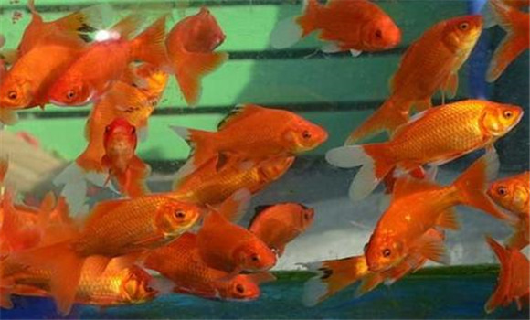 飼養金魚(yú)的注意事項